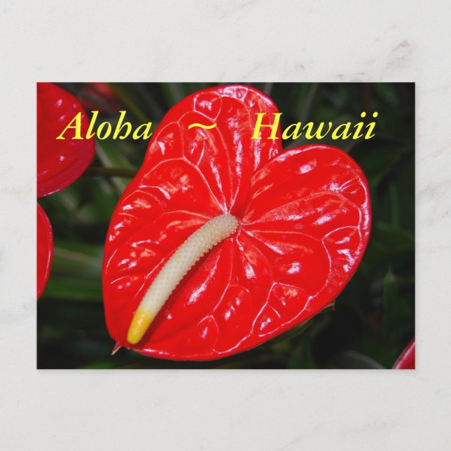 Hawaiian Red Anthurium Flowers Vykort (Framsida)