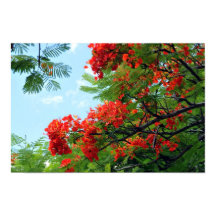 Hawaiian Red Blommigt Print