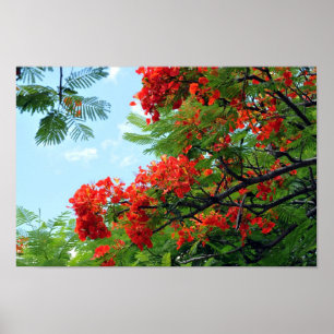 Hawaiian Red Blommigt Print Poster