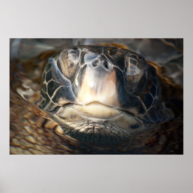 Hawaiian Sea Turtle Poster (Framsidan)