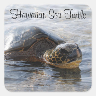 Hawaiian Sea Turtle Stickers Fyrkantigt Klistermärke