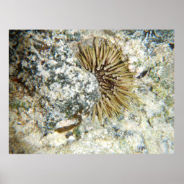 Hawaiian Sea Urchin Poster