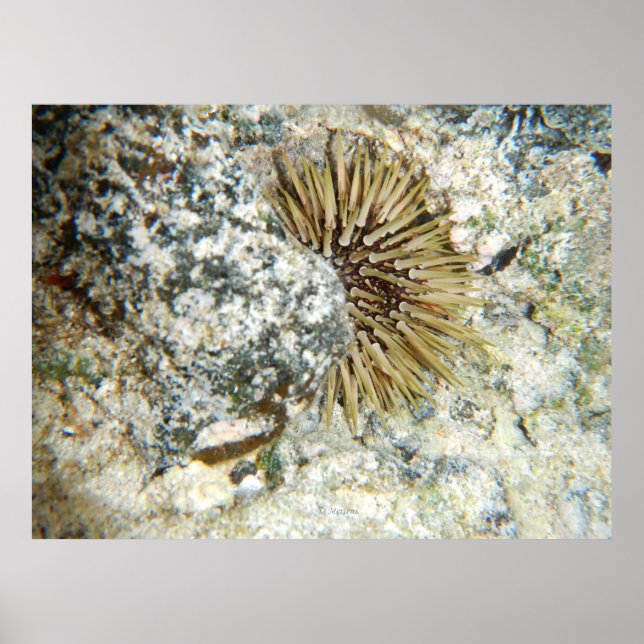 Hawaiian Sea Urchin Poster (Framsidan)
