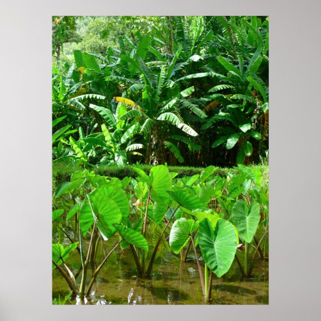 Hawaiian Taro Patch Poster (Framsidan)