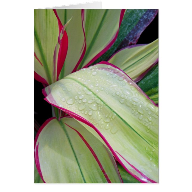 Hawaiian Ti Plant Hälsningskort (Framsidan)