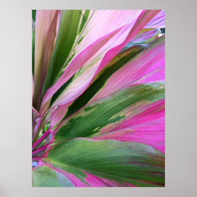 Hawaiian Ti Plant Poster (Framsidan)