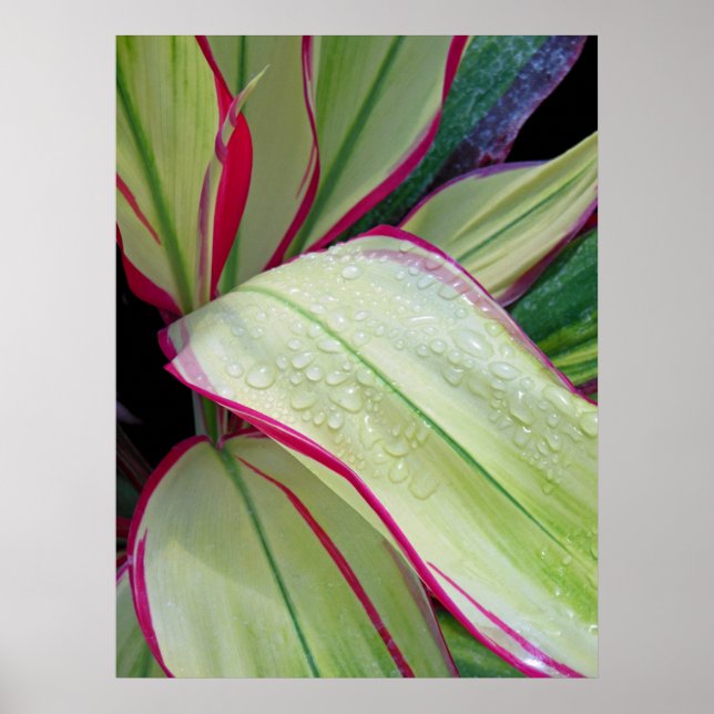 Hawaiian Ti Plant Poster (Framsidan)