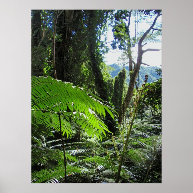 Hawaiian Träd Ferns Poster (Framsidan)