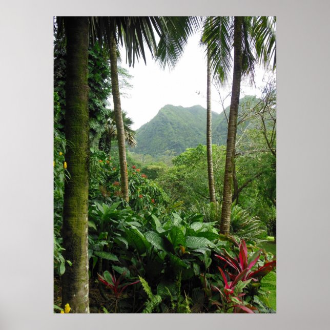 Hawaiian Tropical Rain Forest Poster (Framsidan)