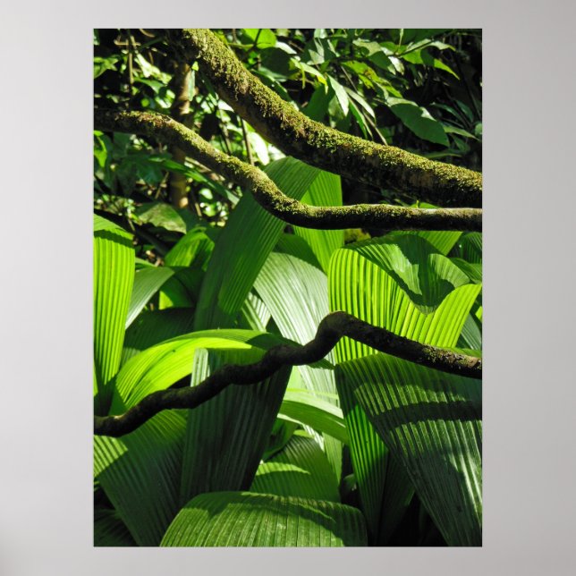 Hawaiian Tropical Rain Forest Poster (Framsidan)