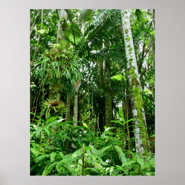 Hawaiian Tropical Rain Forest Poster (Framsidan)