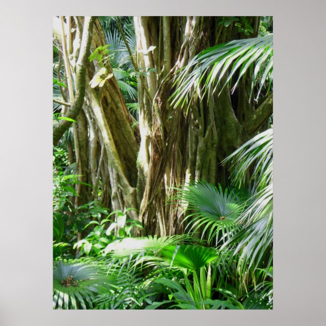 Hawaiian Tropical Rain Forest Poster (Framsidan)