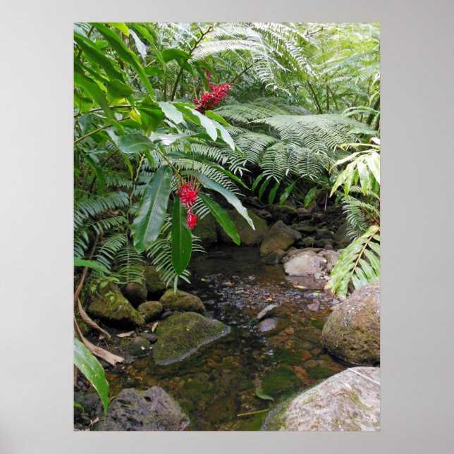 Hawaiian Tropical Stream Poster (Framsidan)