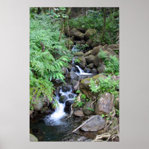 Hawaiian Tropical Stream Skriv ut Poster