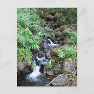 Hawaiian Tropical Stream Vykort