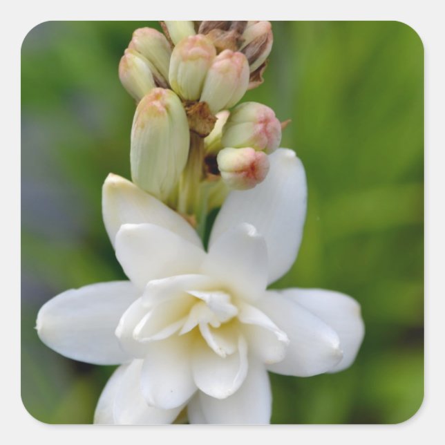 Hawaiian Tuberose Fyrkantigt Klistermärke (Framsida)