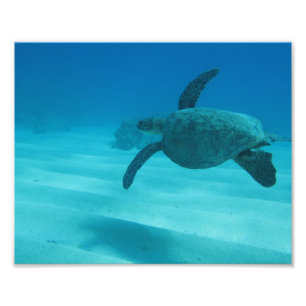 Hawaiian Turtle Fototryck