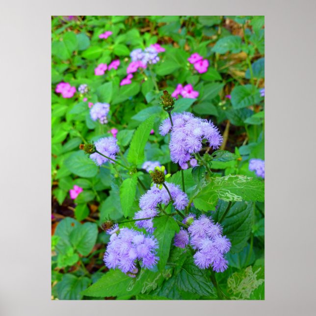 Hawaiian Vild Flowers Poster (Framsidan)