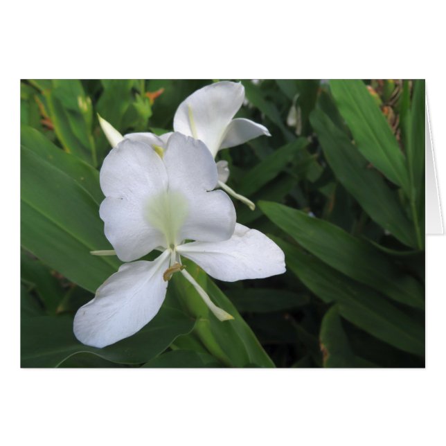 Hawaiian White Ginger Flower Hälsningskort (Framsidan Horizontal)
