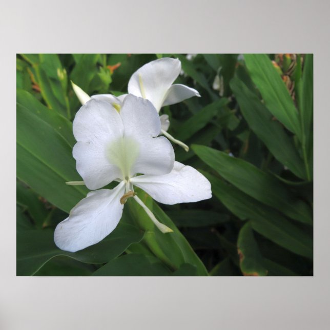 Hawaiian White Ginger Flower Poster (Framsidan)