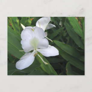 Hawaiian White Ginger Flower Vykort