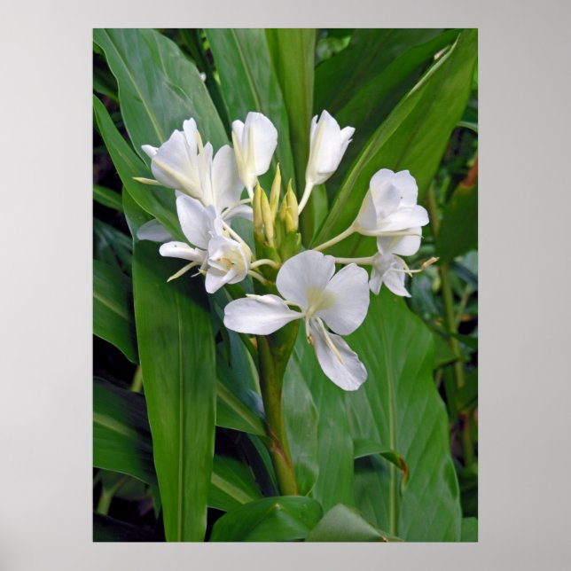 Hawaiian White Ginger Poster (Framsidan)