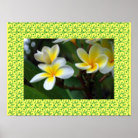 Hawaiiansk Frangipani Lyckliga Blommor Plumerior