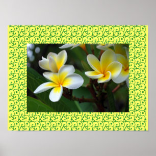 Hawaiiansk Frangipani Lyckliga Blommor Plumerior Poster