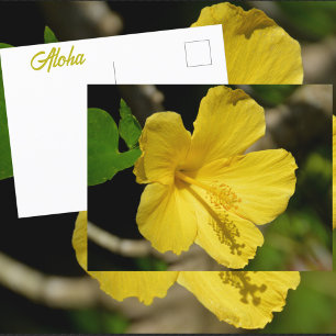 Hawaiiansk gul hibiskus botanisk fotografisk vykort