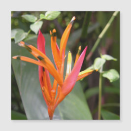 Hawaiiansk Orange Bird of Paradise Flower