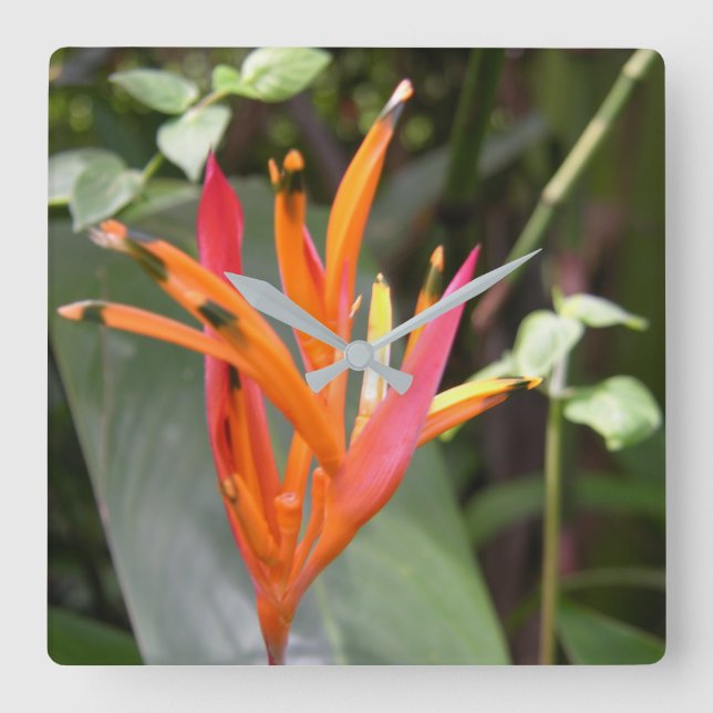 Hawaiiansk Orange Bird of Paradise Flower Fyrkantig Klocka (Framsida)