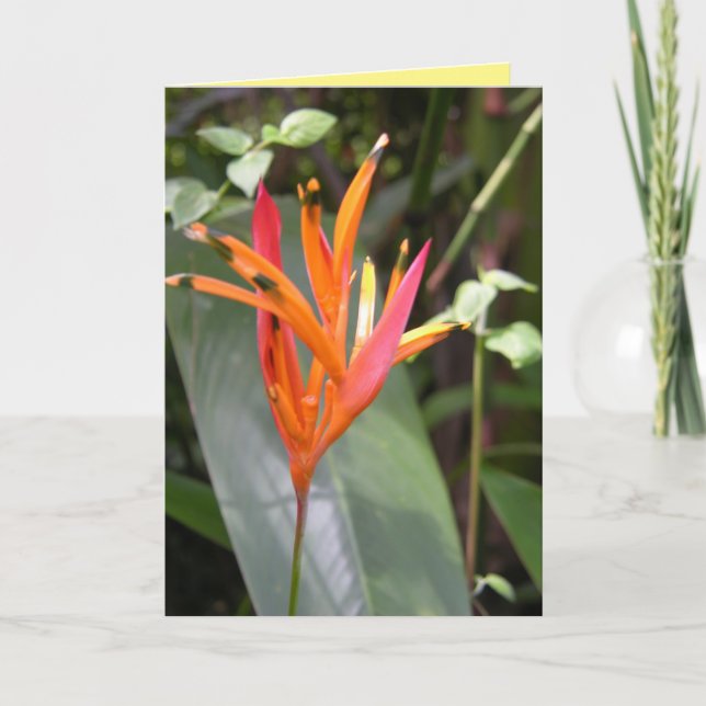 Hawaiiansk Orange Bird of Paradise Flower Square W Kort (Framsida)