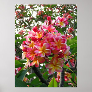 Hawaiiansk plumeria poster