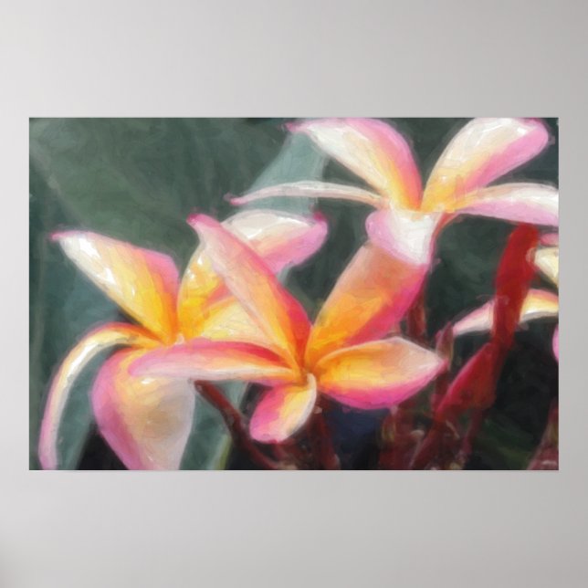 Hawaiiansk Tropisk Plumeriaaffisch Poster (Framsidan)