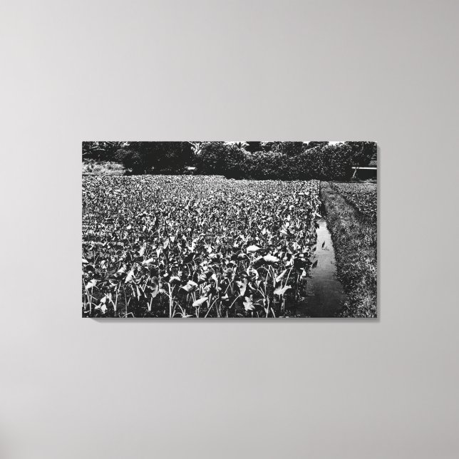 Hawaiianska öarnaTaro Fält PhotographHawaii Canvastryck (Framsida)