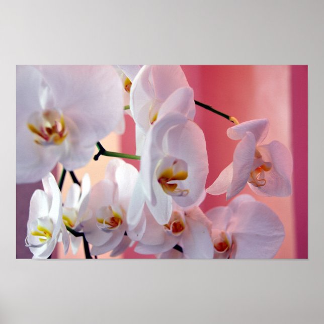 Hawaiianska Orchids nummer fyra Poster (Framsidan)