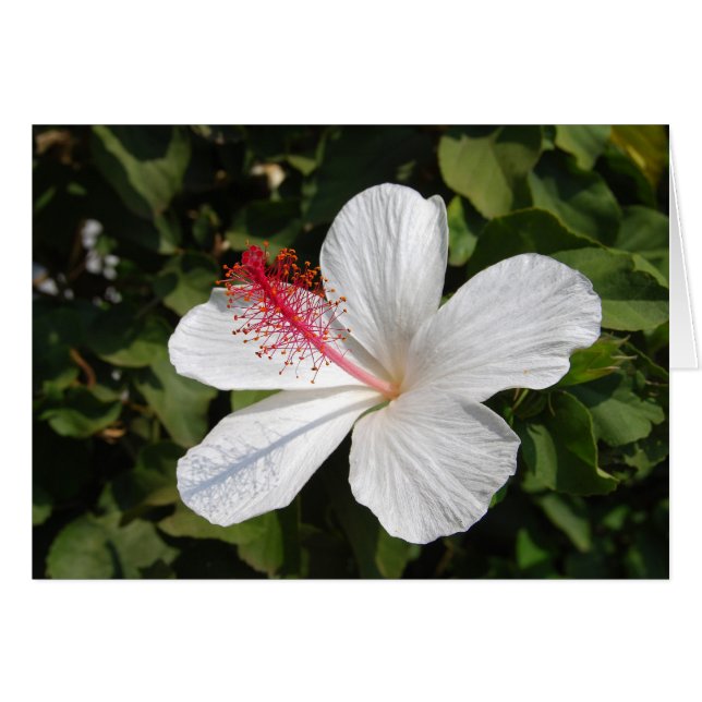 Hawaiianska vita Hibiscus-kort Hälsningskort (Framsidan Horizontal)