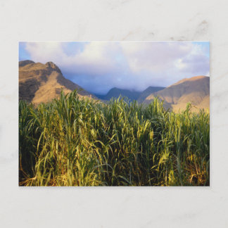 Hawaiianskt landskap vykort