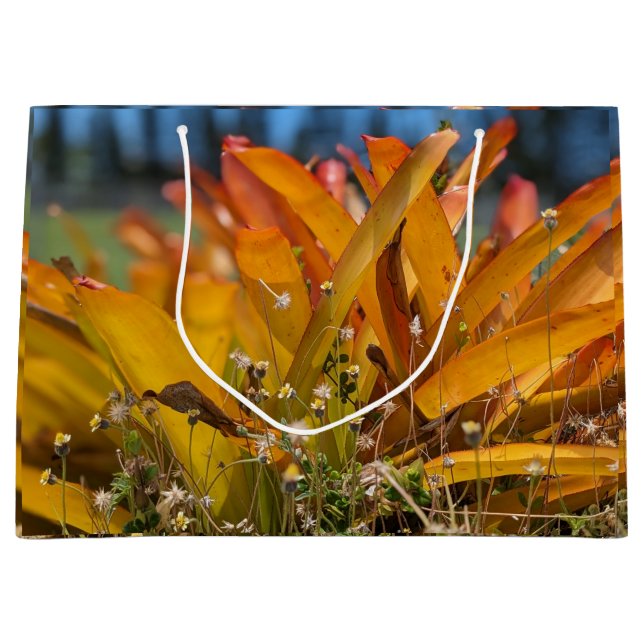 Hawaiianskt landskapsfoto  (Framsidan)