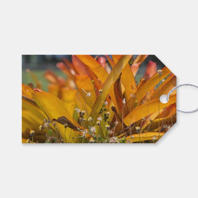 Hawaiianskt landskapsfoto  presentetikett (Framsidan (Horisontell))