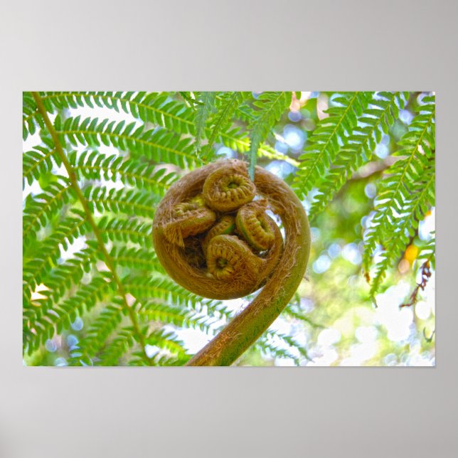 Hawaiianskt Trädormbunksblad Utvecklas Poster (Framsidan)