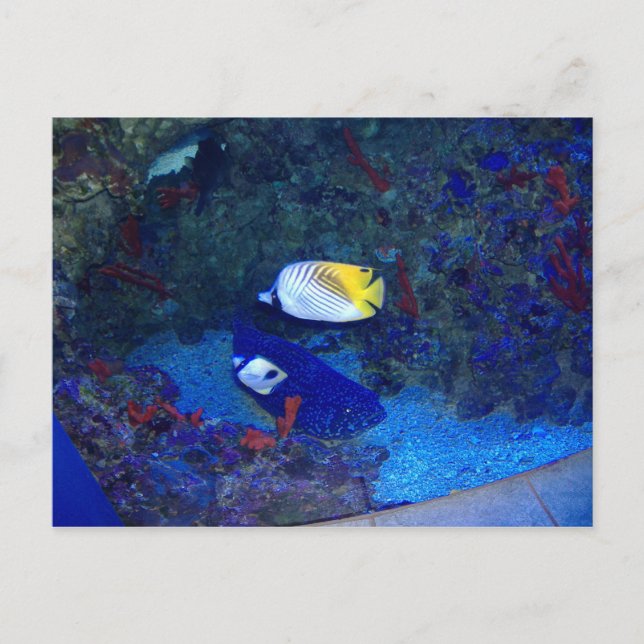 Hawaiis fiske vykort (Framsida)