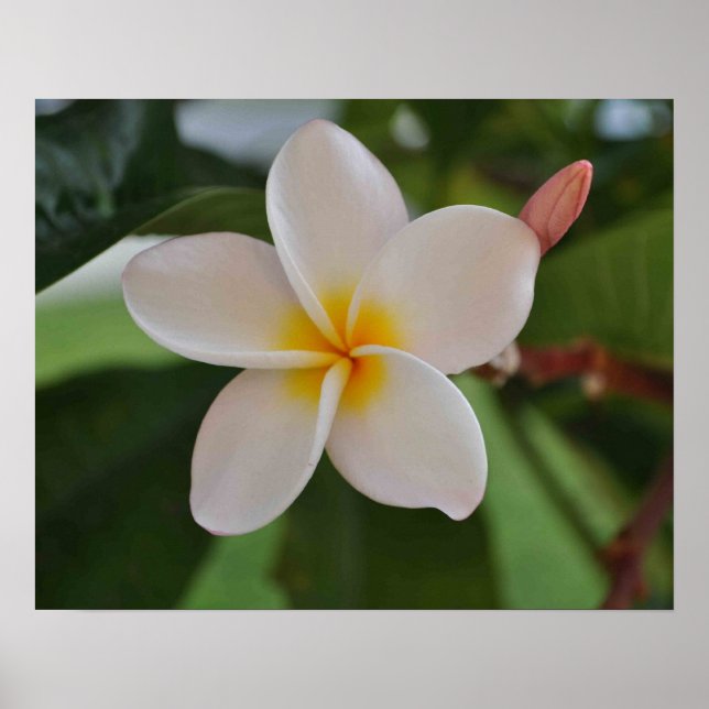 Hawaiisk blommigt poster (Framsidan)