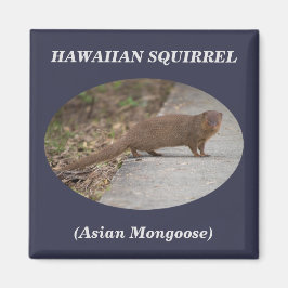 Hawaiisk ekorre (Asian Mongoose) Square Magnet