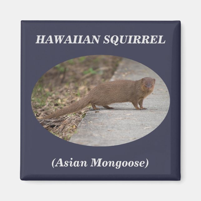Hawaiisk ekorre (Asian Mongoose) Square Magnet (Framsidan)