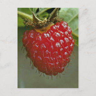 Hawaiisk hallon (Rubus hawaiiensis) Vykort