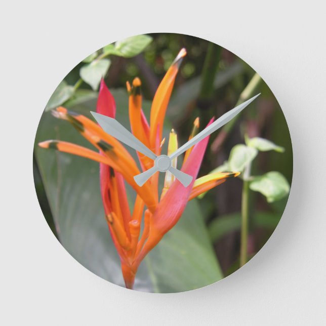 Hawaiisk Orange Bird of Paradise Flower Square Wal Rund Klocka (Framsida)