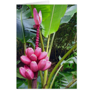 Hawaiisk Rosa Bananas Hälsningskort