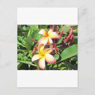 Hawaiiska Flowers - vackra blommar för gult Vykort