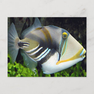 Hawaiiska Tropiska fiskvykort Vykort